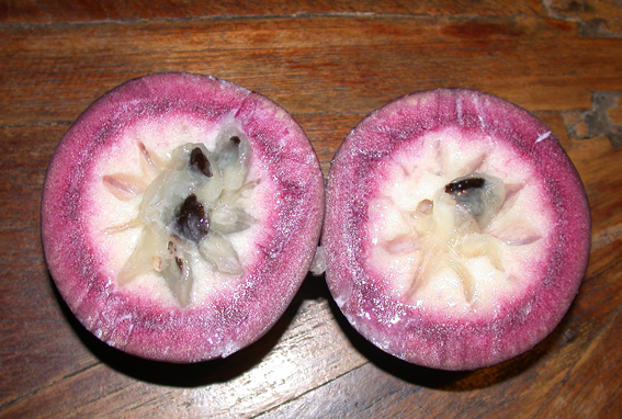 Chrysophyllum cainito